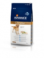 Advance  Labrador