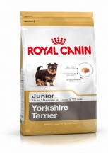 Yorkshire Terrier Junior