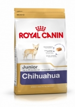 Chihuahua Junior