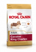 Cavalier King Charles