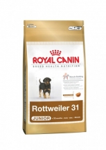 Rottweiler Junior 31