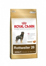 Rottweiler 26