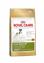 Great Dane 23