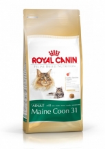 Maine Coon 31