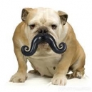 Los bigotes del perro