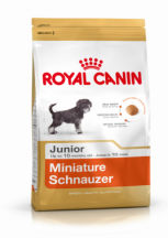 Schnauzer Miniature Junior