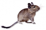 Degu