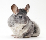 Chinchilla