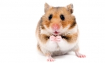 Hamster